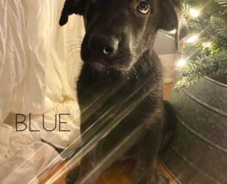 Blue (adopted)