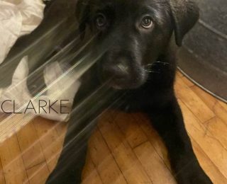 Clarke (Adopted)