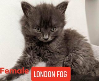 London Fog (adopted