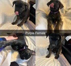 Puppies (see individual pictures for those still available)